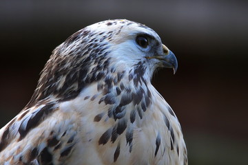 bussard weiß weiss
