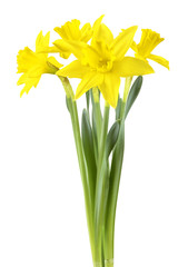 Beautiful narcissus (Narzissen, Narcissus, Amaryllidaceae) isolated on white background, inclusive clipping path. Germany