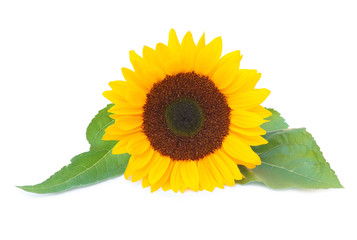 Beautiful sunflower (Helianthus annuus, Asteraceae) isolated on white background, inclusive...