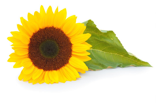Beautiful snflower (Helianthus annuus, Asteraceae) isolated on white background, inclusive clipping path without shade. Germany