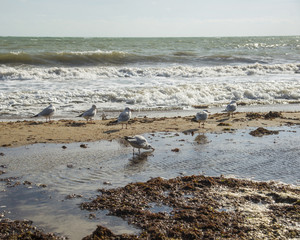 Seagulls on the coast of Black sea