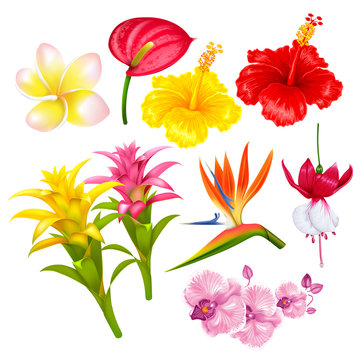 Tropical exotic flowers set