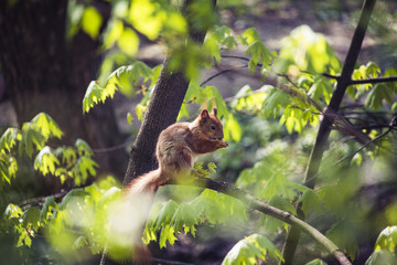 Squirrel in the park on a tree on a sunny day