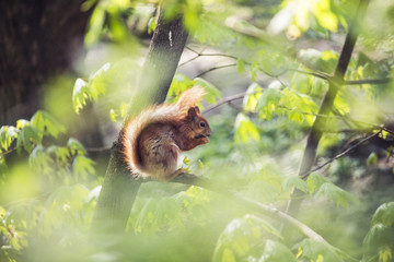 Squirrel in the park on a tree on a sunny day