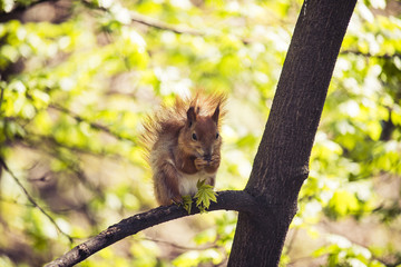 Squirrel in the park on a tree on a sunny day