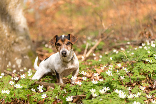Proud dog stands in the woods in spring in anemone flowers - Cute little Jack Russell Terrier 10 years old