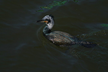 cormorant - beautiful black swimmer and hunter