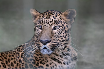 Fototapeta na wymiar indischer Leopard