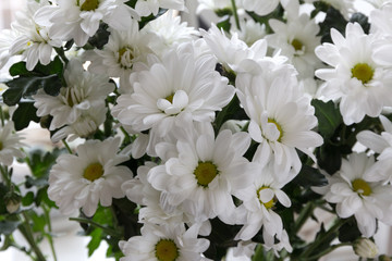 Fototapeta na wymiar chrysanthemum white closeup
