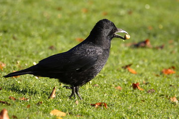 krähe