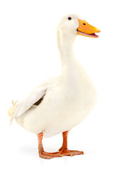 Duck on white.