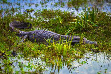 Colonia Carlos Pellegrini - June 28, 2017: Dark alligator at the Provincial Ibera park at Colonia...