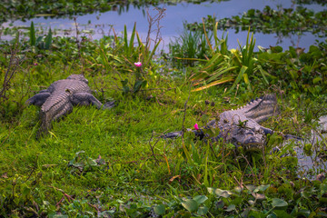 Colonia Carlos Pellegrini - June 28, 2017: Dark alligators at the Provincial Ibera park at Colonia...