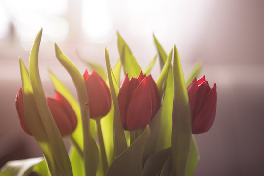 Red fresh tulips