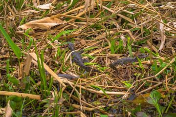 Colonia Carlos Pellegrini - June 28, 2017: Dark alligator babies at the Provincial Ibera park at Colonia Carlos Pellegrini, Argentina