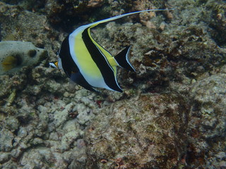 Fototapeta na wymiar Halfterfisch Malediven