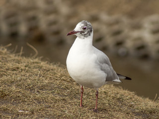 mewa