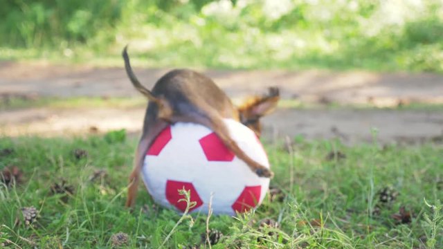 Dog makes funny sex with a toy. A toy is a soccer ball. Legs hang hilariously. Humping dog. Humpy toy terrier.