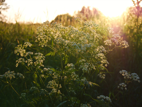 Gefleckter Schierling in der Abendsonne