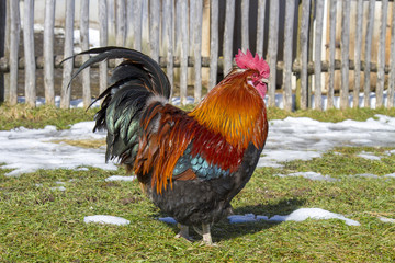 Gockel - Hahn - Schneeschmelze - Frühling - Hahn - edel - Allgäu - Bauernhof - frei