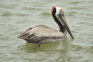Brown Pelican