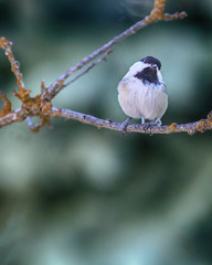 Chickadee pose