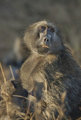 Baboon , Africa