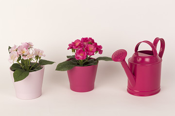 Flores rosas y regadera rosa.