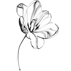  Graphics executed by chinese ink "Opened tulip"