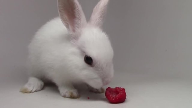 Wonderful close up view on fluffy white cute rabbit tiny little bunny munching eating strawberry on white background