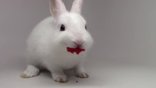 Tiny little bunny beautiful fluffy white cute rabbit munching eating strawberry on white background in close up view