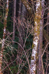 sunlight lighting mossy trunk