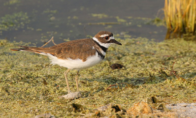 Killdeer