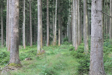 Der Wald ist noch grün