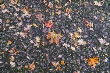 Old stone pavement decorated with autumn leaves after the rain
