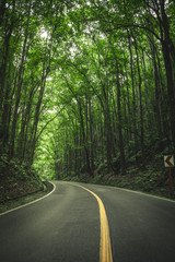 Obraz premium Man made forest, Philippines 