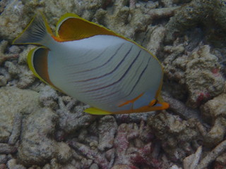 Fototapeta na wymiar Gelbkopf-Falterfisch Malediven