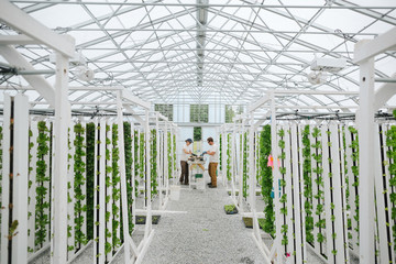 Young sustainable farmers enjoying work in the greenhouse