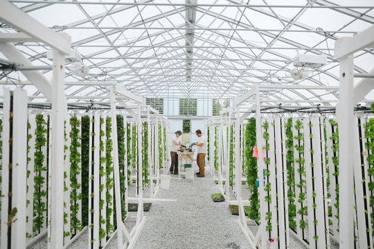 Young sustainable farmers enjoying work in the greenhouse