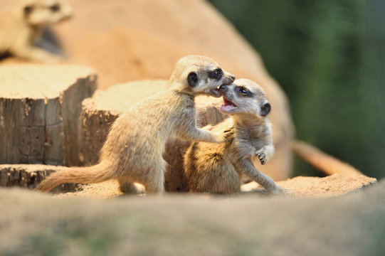 6 Best Baby Mongoose Images Stock Photos Vectors Adobe Stock