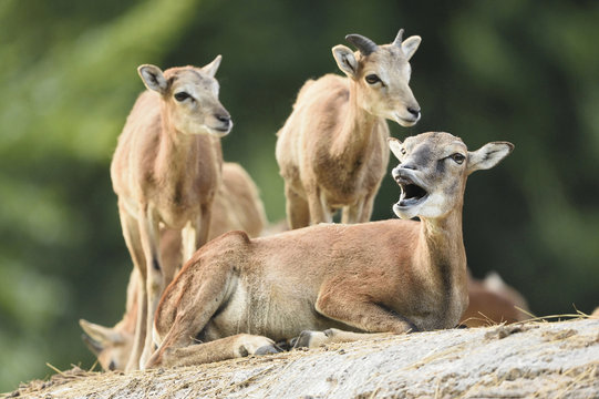 Close-up of mouflon mother and young (Ovis orientalis orientalis), early summer, Wildpark Alte Fasanerie Hanau, Hesse, Germany