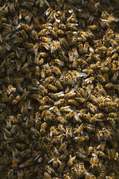 Honey Bees in hive