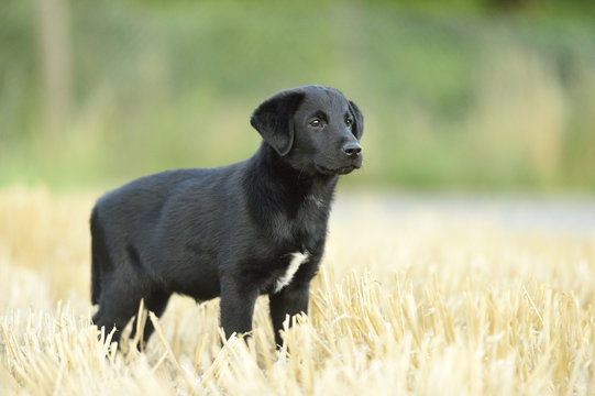 Mixed Black Labrador Retriever standing in a field in summer, Upper Palatinate, Bavaria, Germany