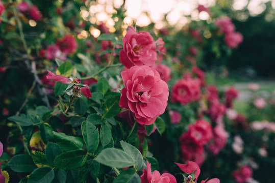 Roses in a garden at sunset