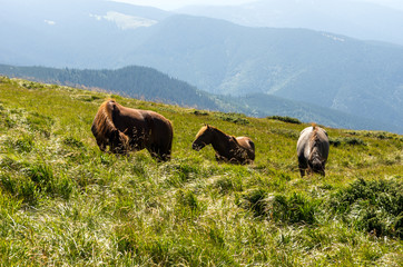 Three horses in the reserve. Horses walking in the mountains.