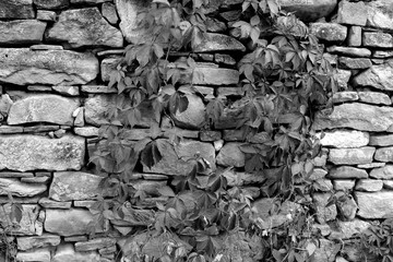 Autumn color, climbing plants, liana, ivy. Typical rural landscape in the plains of Transylvania,...