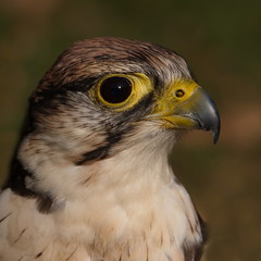 Falke