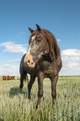 portrait of a wild horse
