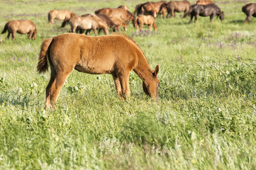 Horse foal on pasture