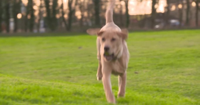 4k Young Fit Dog Running In A Park At Sunset In Slow Motion